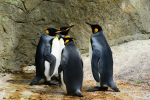 king-penguin-384252_1920